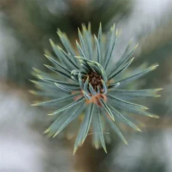 Picea Pungens Glauca - Totale Hoogte 60-80 Cm - Pot 5 Ltr -Flora Hart Verkoopwinkel 1959298896