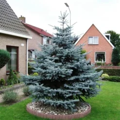 Picea Pungens Glauca - Totale Hoogte 60-80 Cm - Pot 5 Ltr -Flora Hart Verkoopwinkel 1959298899