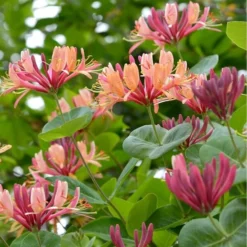 Lonicera Heckrottii - Totale Hoogte 160+ Cm - Pot Ø 20 Cm -Flora Hart Verkoopwinkel 1960114281