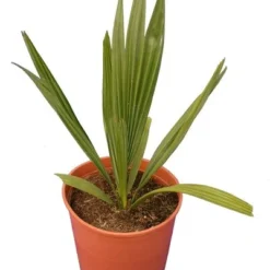 Sabal Minor - Totale Hoogte 50-60 Cm - Pot Ø 22 Cm