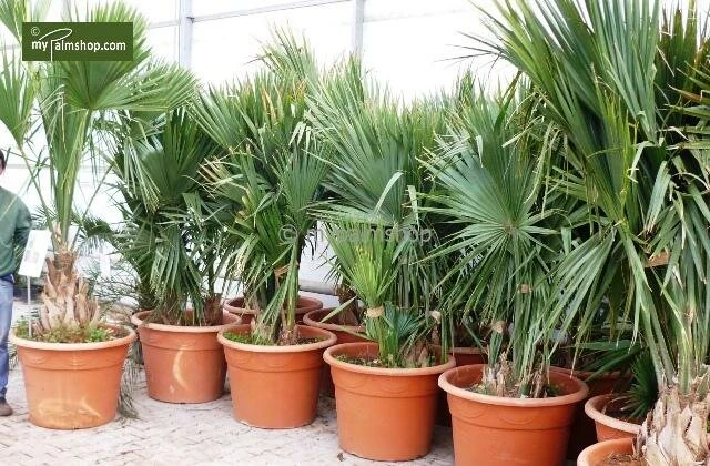 Sabal Minor - Totale Hoogte 50-60 Cm - Pot Ø 22 Cm 4 Sabal Minor - Totale Hoogte 50-60 Cm - Pot Ø 22 Cm - Afbeelding 2