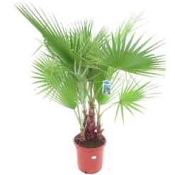 Washingtonia Robusta Multitrunk - Totale Hoogte 140+ Cm - Pot Ø 35 Cm
