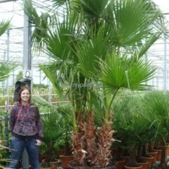 Washingtonia Robusta Multitrunk - Totale Hoogte 140+ Cm - Pot Ø 35 Cm -Flora Hart Verkoopwinkel 1963166748