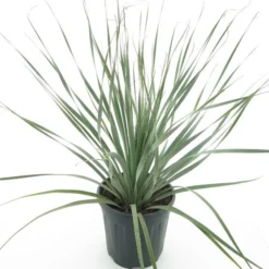 Dasylirion Wheeleri - Pot Ø 27 Cm