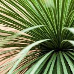 Dasylirion Wheeleri - Pot Ø 27 Cm -Flora Hart Verkoopwinkel 1963628640