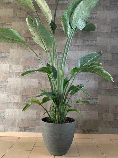 Strelitzia Nicolai - Totale Hoogte 110-130 Cm - Pot Ø 23 Cm 4 Strelitzia Nicolai - Totale Hoogte 110-130 Cm - Pot Ø 23 Cm - Afbeelding 2