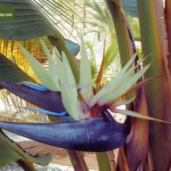 Strelitzia Nicolai - Totale Hoogte 110-130 Cm - Pot Ø 23 Cm 7 Strelitzia Nicolai - Totale Hoogte 110-130 Cm - Pot Ø 23 Cm -Flora Hart Verkoopwinkel 1966677357