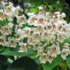 Catalpa Bignonioides - Pot Ø 26 Cm -Flora Hart Verkoopwinkel 1967185602