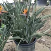 Strelitzia Reginae - Pot Ø 65 Cm [pallet] -Flora Hart Verkoopwinkel 1967575344