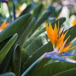Strelitzia Reginae - Pot Ø 65 Cm [pallet] -Flora Hart Verkoopwinkel 1967575350