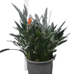 Strelitzia Reginae - Pot Ø 65 Cm [pallet] -Flora Hart Verkoopwinkel 1967575353