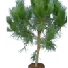 Pinus Pinea - Stam 40-60 - Cm Totale Hoogte 150-170 Cm - Pot Ø 35 Cm [pallet]
