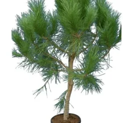 Pinus Pinea - Stam 40-60 - Cm Totale Hoogte 150-170 Cm - Pot Ø 35 Cm [pallet]