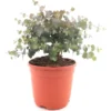 Eucalyptus Gunnii Azura - Totale Hoogte 40+ Cm - Pot 5 Ltr -Flora Hart Verkoopwinkel 1967847816