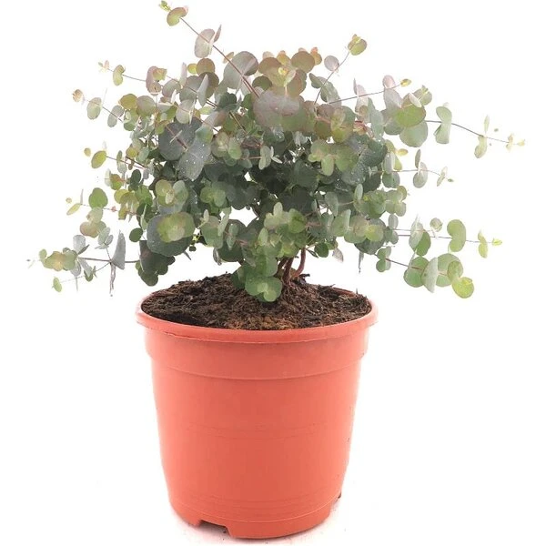 Eucalyptus Gunnii Azura - Totale Hoogte 40+ Cm - Pot 5 Ltr 3 Eucalyptus Gunnii Azura - Totale Hoogte 40+ Cm - Pot 5 Ltr