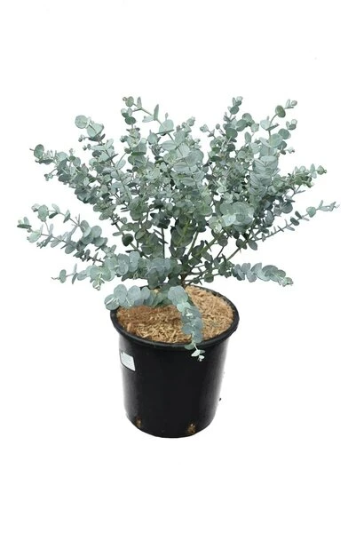 Eucalyptus Gunnii Azura - Totale Hoogte 40+ Cm - Pot 5 Ltr 4 Eucalyptus Gunnii Azura - Totale Hoogte 40+ Cm - Pot 5 Ltr - Afbeelding 2