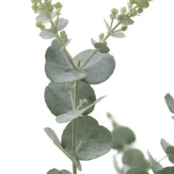 Eucalyptus Gunnii Azura - Totale Hoogte 40+ Cm - Pot 5 Ltr 8 Eucalyptus Gunnii Azura - Totale Hoogte 40+ Cm - Pot 5 Ltr -Flora Hart Verkoopwinkel 1967847822