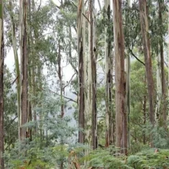 Eucalyptus Gunnii Azura - Totale Hoogte 40+ Cm - Pot 5 Ltr 9 Eucalyptus Gunnii Azura - Totale Hoogte 40+ Cm - Pot 5 Ltr -Flora Hart Verkoopwinkel 1967847825