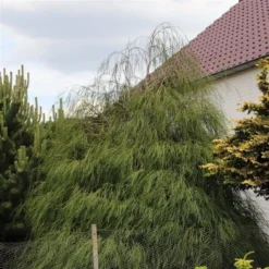 Chamaecyparis Lawsoniana Drooping Solo - Pot 3 Ltr -Flora Hart Verkoopwinkel 1969858545