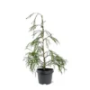 Chamaecyparis Lawsoniana Golden Sprinklers - Pot 3 Ltr -Flora Hart Verkoopwinkel 1969862988