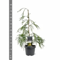 Chamaecyparis Lawsoniana Golden Sprinklers - Pot 3 Ltr -Flora Hart Verkoopwinkel 1969862994