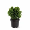 Chamaecyparis Obtusa Nana Gracilis - Totale Hoogte 30-35 Cm - Pot Ø 19 Cm - 3 Ltr 1 Chamaecyparis Obtusa Nana Gracilis - Totale Hoogte 30-35 Cm - Pot Ø 19 Cm - 3 Ltr -Flora Hart Verkoopwinkel 1969863072