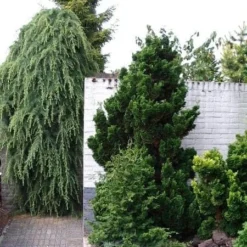 Chamaecyparis Obtusa Nana Gracilis - Totale Hoogte 30-35 Cm - Pot Ø 19 Cm - 3 Ltr -Flora Hart Verkoopwinkel 1969863087