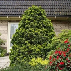 Chamaecyparis Obtusa Nana Aurea - Pot 5 Ltr -Flora Hart Verkoopwinkel 1969933398