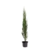Juniperus Scopulorum Blue Arrow - Totale Hoogte 110-130 Cm - Pot Ø 23 Cm -Flora Hart Verkoopwinkel 1969935195