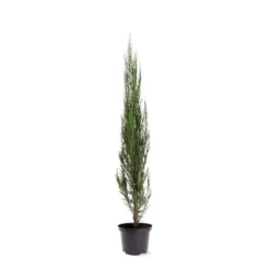 Juniperus Scopulorum Blue Arrow - Totale Hoogte 110-130 Cm - Pot Ø 23 Cm