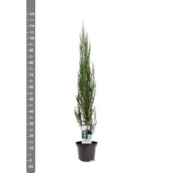 Juniperus Scopulorum Blue Arrow - Totale Hoogte 110-130 Cm - Pot Ø 23 Cm -Flora Hart Verkoopwinkel 1969935201
