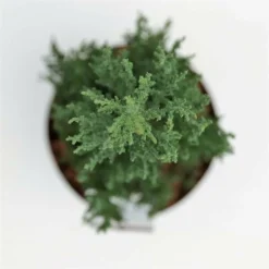 Juniperus Scopulorum Blue Arrow - Totale Hoogte 110-130 Cm - Pot Ø 23 Cm -Flora Hart Verkoopwinkel 1969935204
