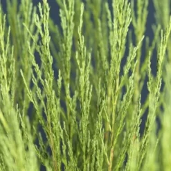 Juniperus Scopulorum Blue Arrow - Totale Hoogte 110-130 Cm - Pot Ø 23 Cm -Flora Hart Verkoopwinkel 1969935216