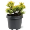 Pinus Mugo Carstens Wintergold - Pot 3 Ltr 2 Pinus Mugo Carstens Wintergold - Pot 3 Ltr -Flora Hart Verkoopwinkel 1969939596