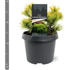 Pinus Mugo Carstens Wintergold - Pot 3 Ltr -Flora Hart Verkoopwinkel 1969939602