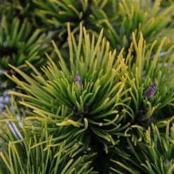 Pinus Mugo Carstens Wintergold - Pot 3 Ltr -Flora Hart Verkoopwinkel 1969939605