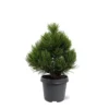Pinus Heldreichii Compact Gem - Pot 5 Ltr -Flora Hart Verkoopwinkel 1969996515
