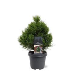 Pinus Heldreichii Compact Gem - Pot 5 Ltr -Flora Hart Verkoopwinkel 1969996518