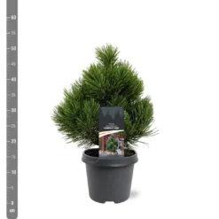 Pinus Heldreichii Compact Gem - Pot 5 Ltr -Flora Hart Verkoopwinkel 1969996521