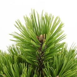 Pinus Heldreichii Compact Gem - Pot 5 Ltr -Flora Hart Verkoopwinkel 1969996524