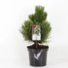 Pinus Heldreichii Compact Gem - Totale Hoogte 40-50 Cm - Pot 3 Ltr -Flora Hart Verkoopwinkel 1969996572