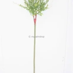 Salix Hakuro Nishiki - Pot 5 Ltr