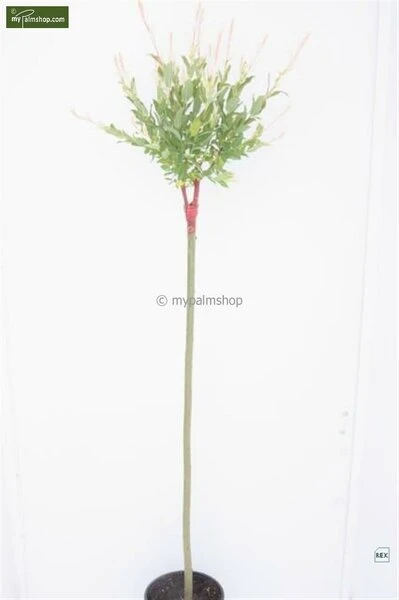 Salix Hakuro Nishiki - Pot 5 Ltr 3 Salix Hakuro Nishiki - Pot 5 Ltr