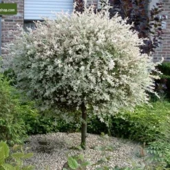 Salix Hakuro Nishiki - Pot 5 Ltr 7 Salix Hakuro Nishiki - Pot 5 Ltr -Flora Hart Verkoopwinkel 1970000814