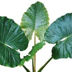 Flora Hart Verkoopwinkel -Flora Hart Verkoopwinkel 1970310291