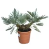 Trithrinax Campestris - Totale Hoogte 40-60 Cm - Pot Ø 28 Cm -Flora Hart Verkoopwinkel 1971103233