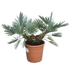 Trithrinax Campestris - Totale Hoogte 40-60 Cm - Pot Ø 28 Cm