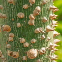 Ceiba Speciosa - Pot Ø 28 Cm [pallet] -Flora Hart Verkoopwinkel 1971266718