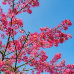 Ceiba Speciosa - Pot Ø 28 Cm [pallet] -Flora Hart Verkoopwinkel 1971266721