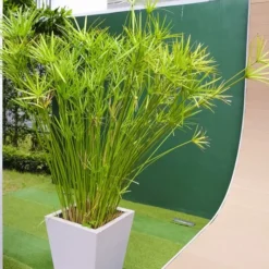 Cyperus Papyrus Nana - Pot Ø 30 Cm